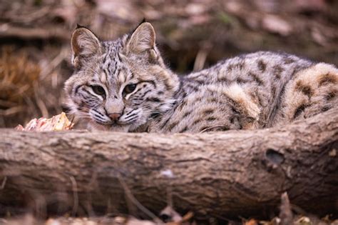 Free Photo | Small bobcat in his nature habitat, american wild cats ...