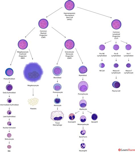 Hematopoiesis Chart