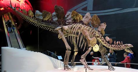 Louisville Fossils and Beyond: Stegosaurus Fossil at British Museum