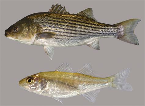 Striped Bass – Discover Fishes