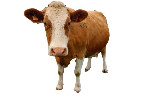 Cow PNG Free Download | PNG All