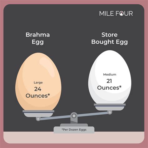 Brahma Chicken Ultimate Guide | History, Buying, Laying+ | FREE eBook – Mile Four