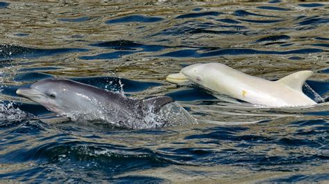 Extremely rare albino dolphin spotted in Africa,…