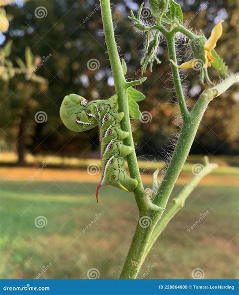 Tomato Hornworm on a Tomato Plant Stock Photo - Image of spotted, caterpillar: 228864808