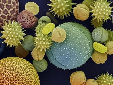 Morning Glory Wall Art - Photograph - Pollen Grains by Ami Images/science Photo Library ...