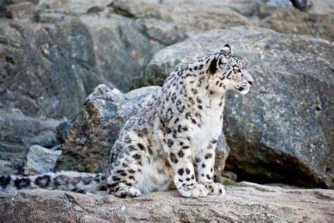 Snow Leopard Sitting In Rocks - Feline Facts and Information