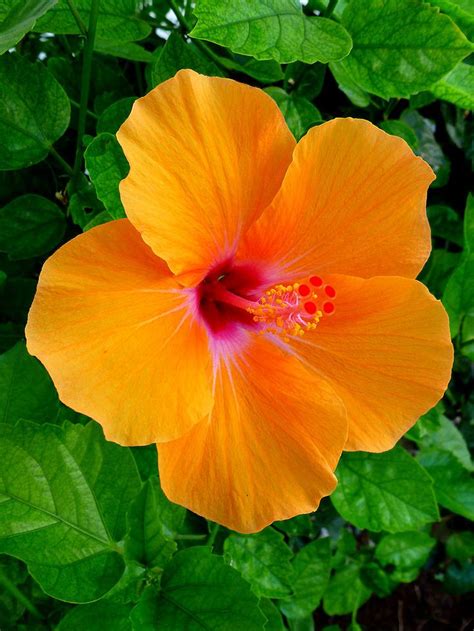 Orange Hibiscus | Beautiful flowers, Amazing flowers, Flower seeds