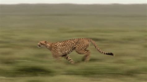 Image result for cheetah sprint GIF | Running gif, Animal gifs, Cats