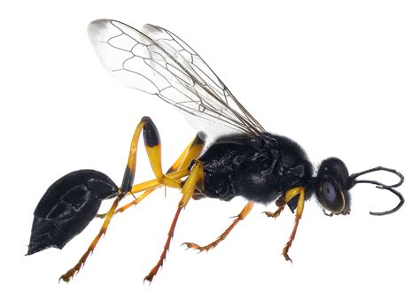 Mud Dauber Wasps - San Antonio, College Station Pest Control | iPest