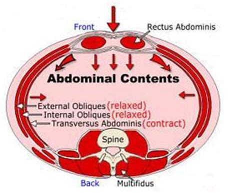 Abdominals & Core, Anatomy Explained