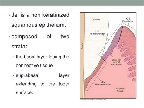 Junctional epithelium