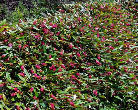 Non-invasive native ground cover suggest... | Bunnings Workshop community