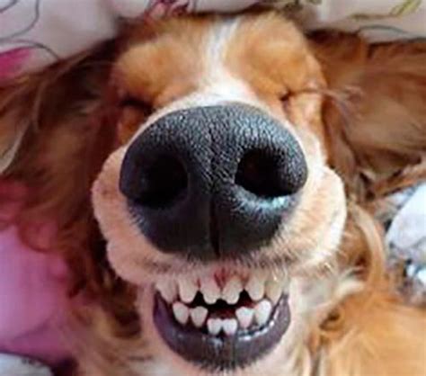 Cómo CEPILLAR los Dientes a un Perro, ¡Te lo contamos! Wakyma | Happy dogs, Smiling dogs, Dog teeth