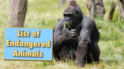 List of Endangered Animals with Facts, Info & Pictures