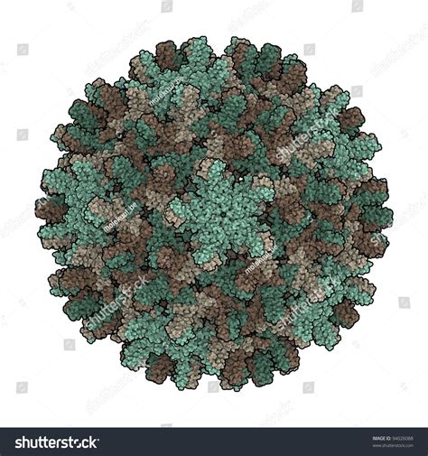 Hepatitis B Virus (Capsid), The Causative Agent Of Hepatitis B Stock ...