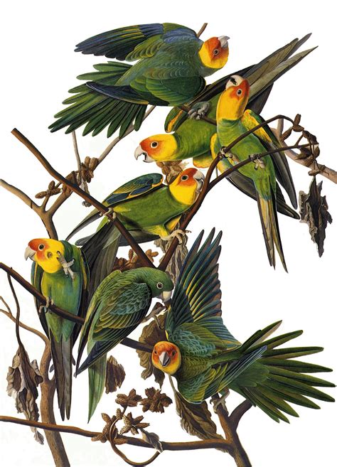 Carolina Parakeet - Joe & Louise | Bird illustration, Vintage bird ...