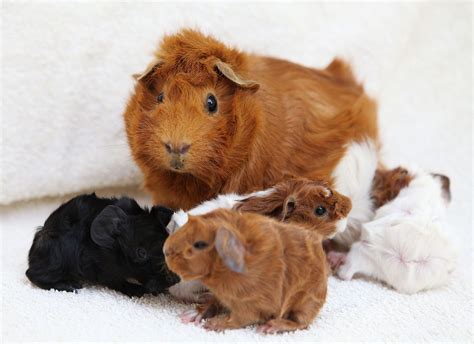 Pin on ♥ Guinea Pigs ♥