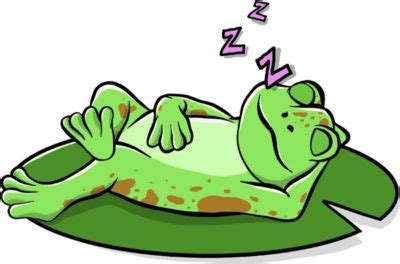 The Sleep Behavior of Frogs - Mr. Amphibian