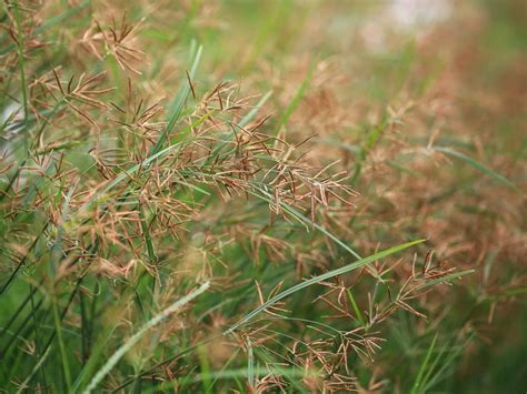 Controlling Sedge Weeds - Information On Sedge Weed Control | Gardening ...