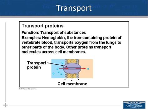 The Structure and Function of Macromolecules Proteins Nucleic