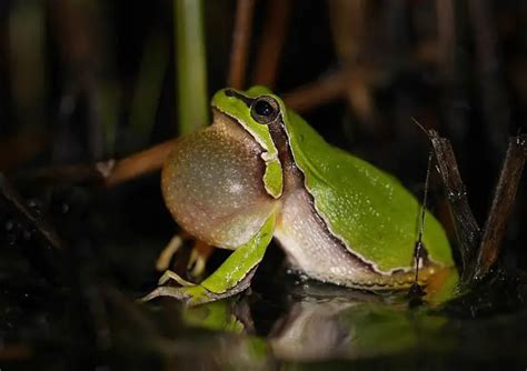 European Tree Frog | The Animal Facts | Appearance, Diet, Habitat