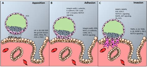 IJMS | Free Full-Text | Molecular Signaling Regulating Endometrium–Blastocyst Crosstalk