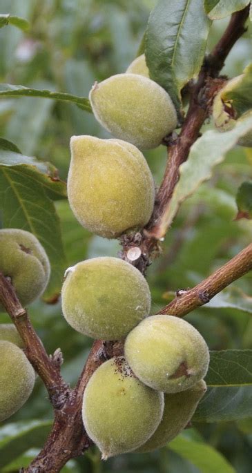 Almond Tree | Portland Nursery