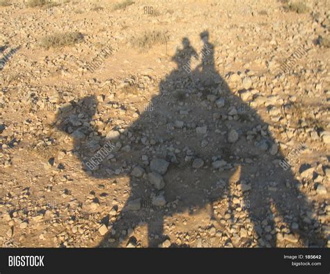 Camel Shadow Image & Photo (Free Trial) | Bigstock