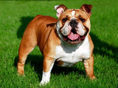 How Much Do Miniature English Bulldogs Weigh