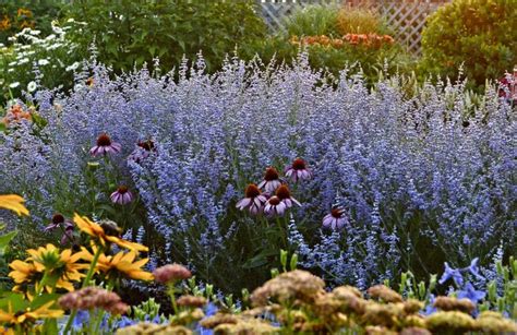 Dwarf Russian sage Peek-a-Blue Credit: Perennial Resources | Russian sage, Sage garden, Perennials