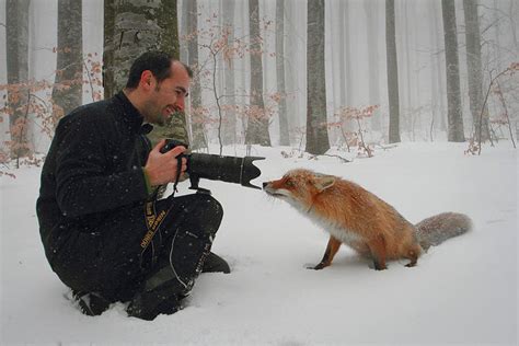 22 Breathtaking Wildlife Pictures Of Beautiful Foxes | DeMilked