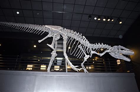 Allosaurus fragilis - Big Al - Big Horn County Wyoming - M… | Flickr
