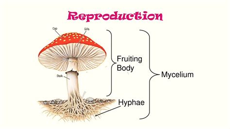 Fungi : Mycelium, Hyphae, and it's types - YouTube