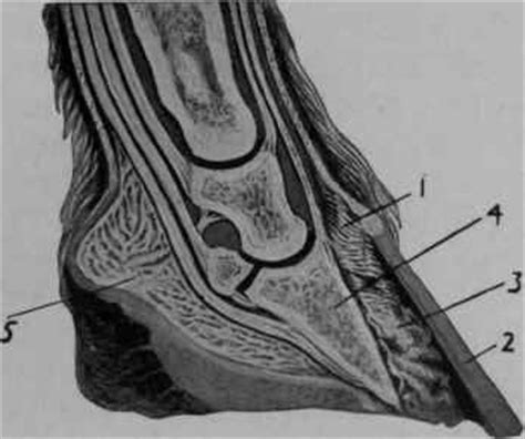 Laminitis - Fever In The Feet