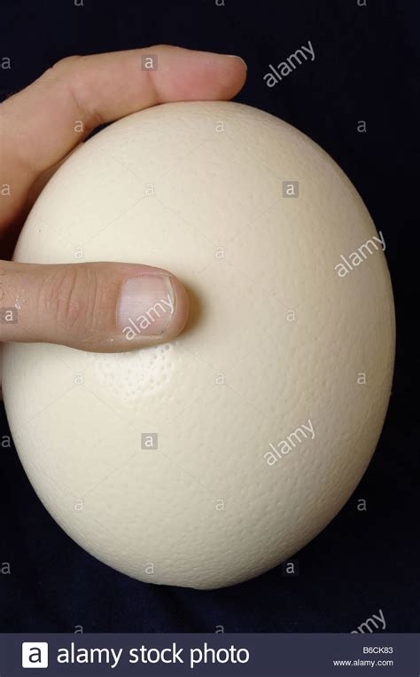 Ostrich Egg Art Stock Photos & Ostrich Egg Art Stock Images - Alamy