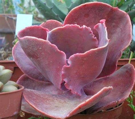 Echeveria 'Red Planet'.JPG (JPEG Image, 1600 × 1416 pixels) - Scaled ...