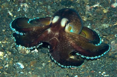 Coconut octopus – Amphioctopus marginatus | Octopus species, Coconut octopus, Octopus facts