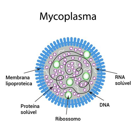 Cultura Celular: Contaminação por Mycoplasma