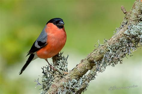 Eurasian Bullfinch | Greek Nature Encyclopedia