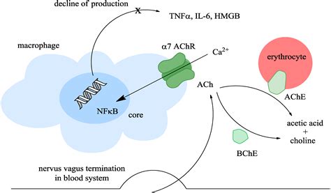 IJMS | Free Full-Text | Inhibitors of Acetylcholinesterase and ...