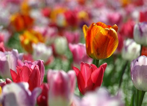 Tulip garden Free Photo Download | FreeImages