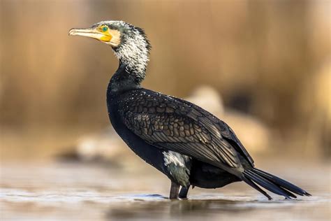 Premium Photo | Great cormorant male in breeding plumage