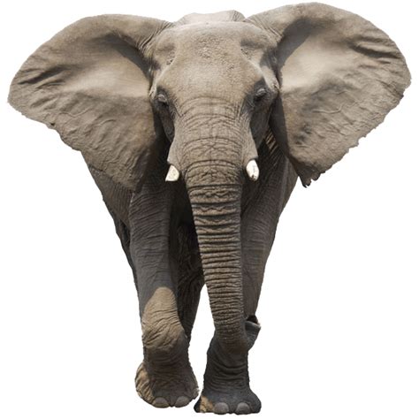 Eléphant Vue de Face PNG transparents - StickPNG