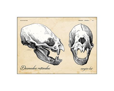 Vampire Bat Skull [pair] · RobertTritthardt - Illustrator · Online ...