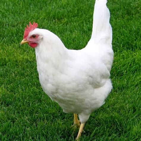 Raza leghorn Gallinas Ponedoras