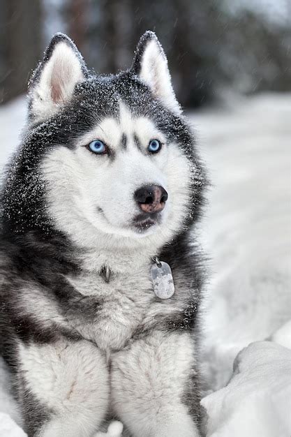 Premium Photo | Siberian husky dog, cute wolf in winter forest in snow ...