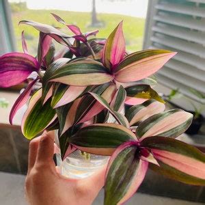 Tradescantia Zebrina Variegated Tricolor Tradescantia - Etsy