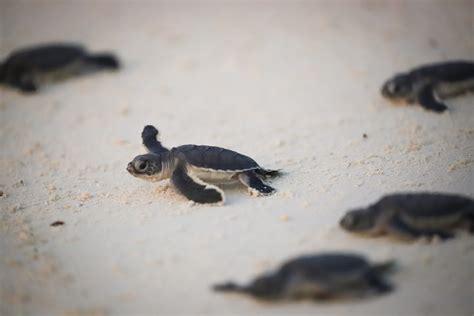 Turtle release on Lankayan Island (7998070) - USTOA Blog