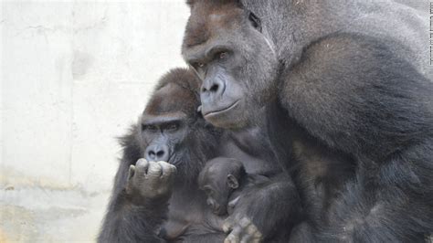 Shabani, Japan's most handsome gorilla