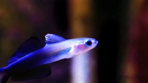 Dartfish Guide: Size, Lifespan, Feeding, Care, Tank Size & Tank Mates